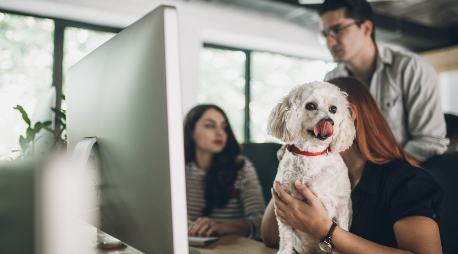 Pet-Friendly Workplace - Pets In The Workplace Policy