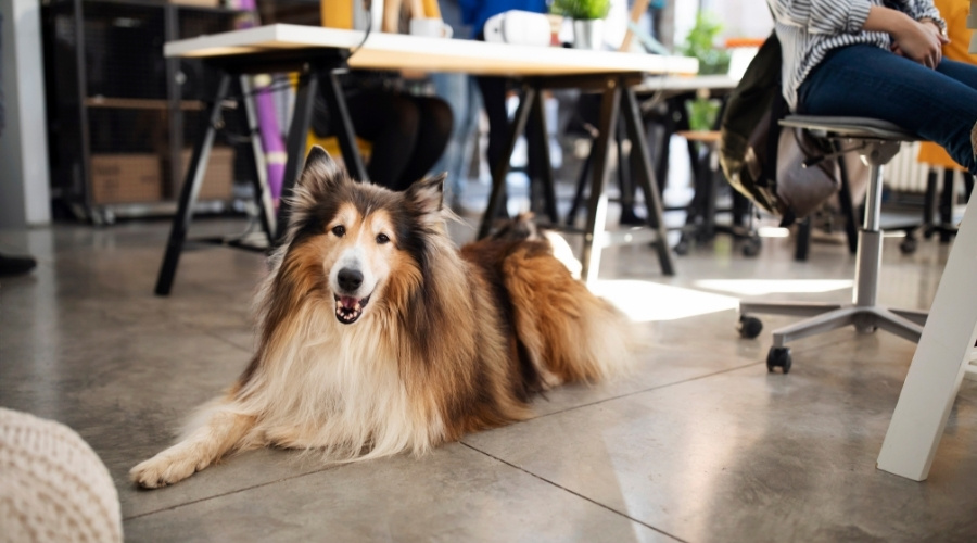 Pet-Friendly Workplace - What Is a Pet-Friendly Office