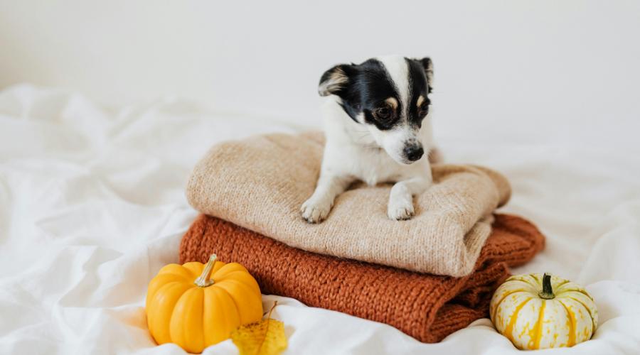 dog-amenities-essential