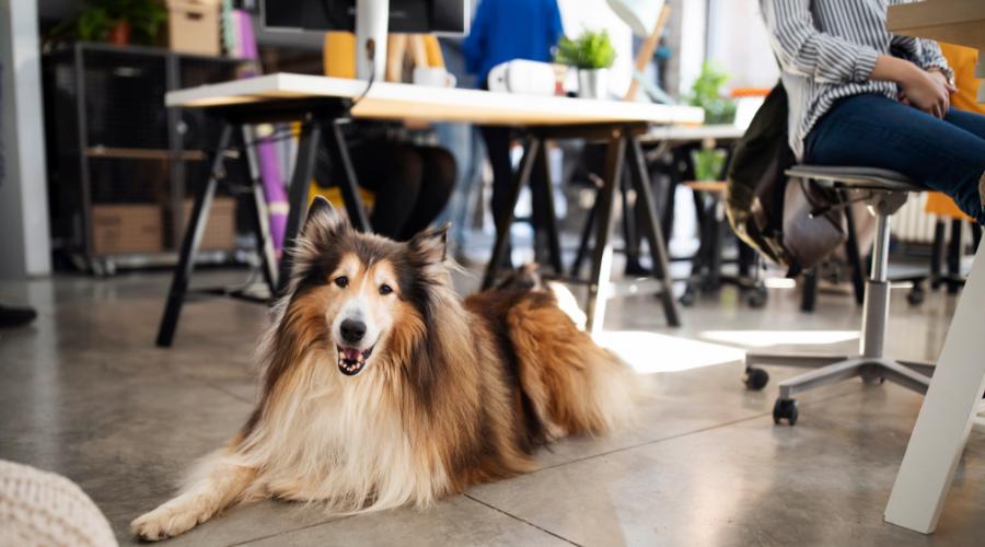 pet-safety-meeting-rooms-in-london