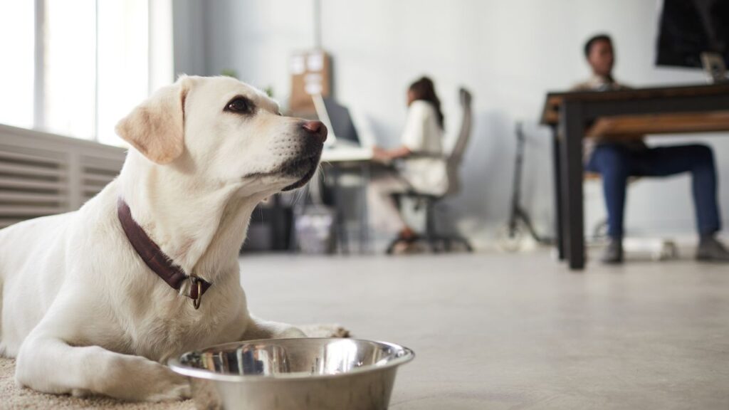 Pet event supplies including water stations and rest areas.