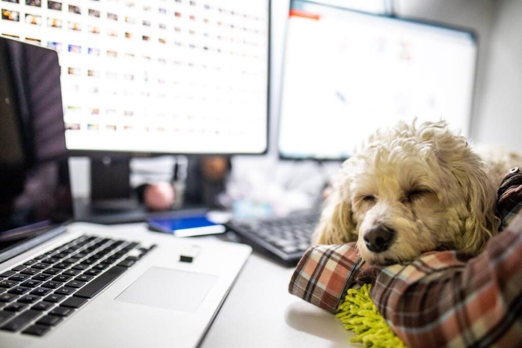 dog-friendly-office-space-fitzrovia