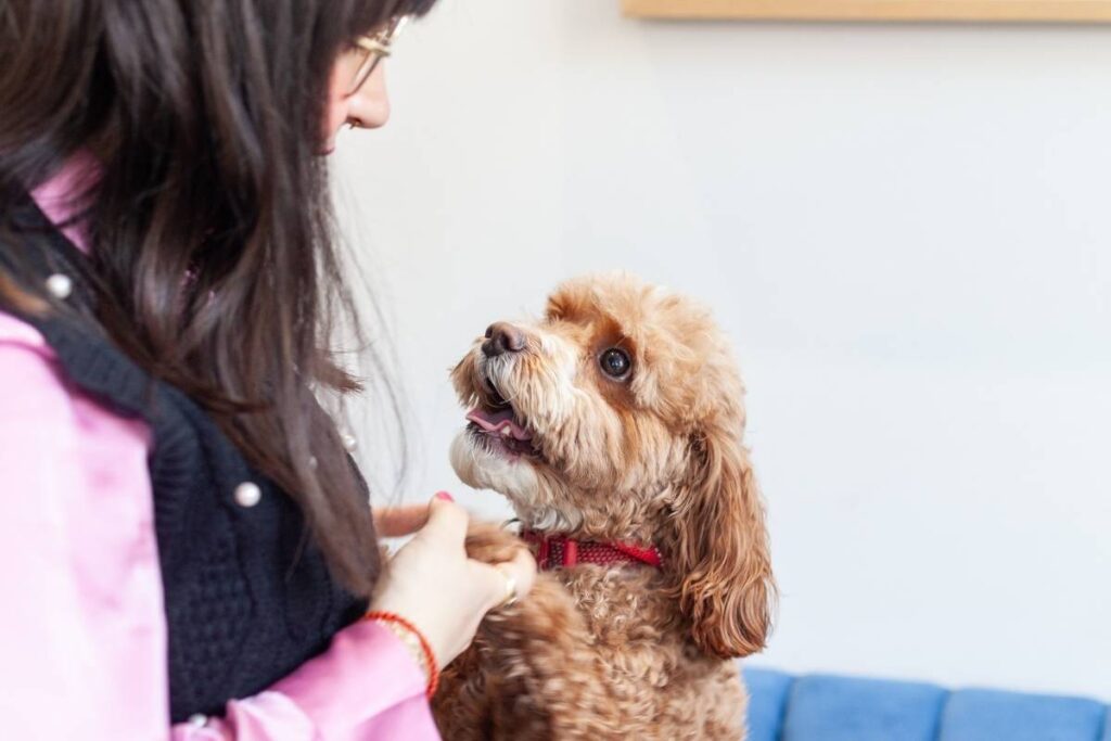 gilmoorahouse-dog-friendly-amenities